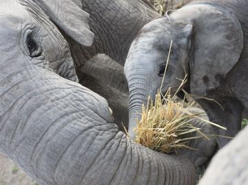 Africam Safari y el asombroso rescate de 9 cachorros de elefante