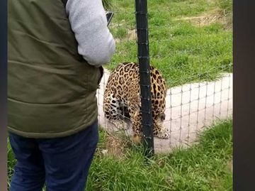 Africam Safari ofrece apoyo para rescate de felinos de Black Jaguar-White Tiger