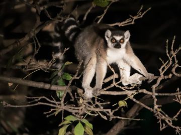 Africam Safari Puebla: Estos son los animales más exóticos que puedes admirar