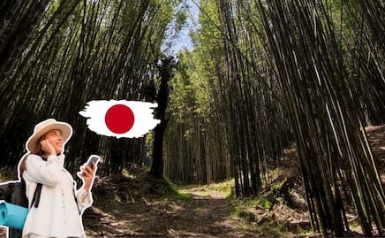 No vayas hasta Japón, mejor visita el asombroso bosque de bambú de Teziutlán