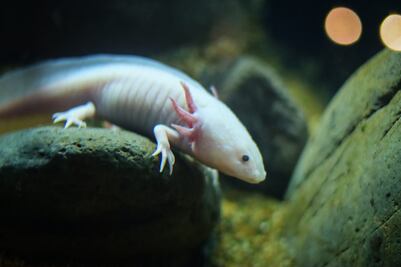 Estos animales en peligro de extinción fueron salvados en Puebla