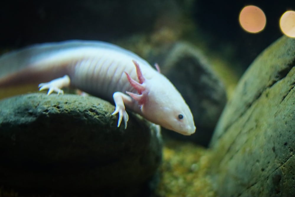 Los ajolotes son uno de los animales que se busca salvar de la extinción en Puebla | Foto: Agencia Es Imagen para El Universal Puebla