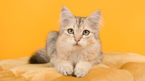 ¿Qué significa que mi gato duerma en mis pies?