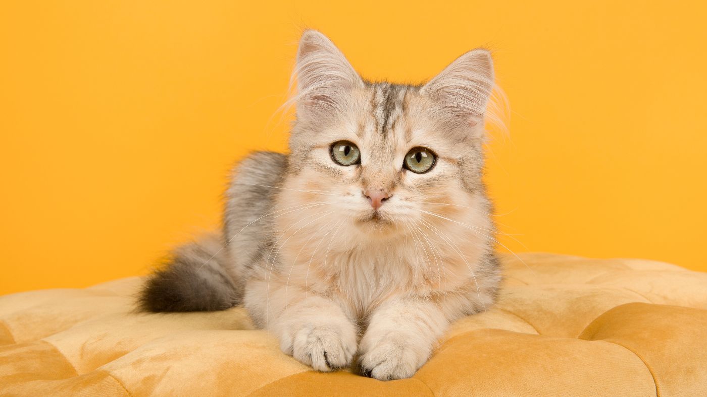 ¿Qué significa que mi gato duerma en mis pies?