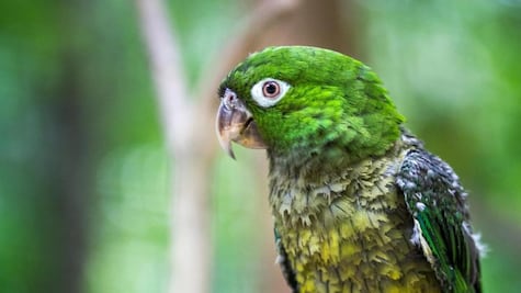 ¿Qué significa la frase ‘el que es perico dondequiera es verde’?