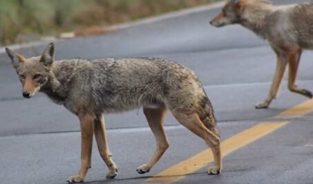 Población de coyotes aumentó en el Parque Nacional Izta-Popo a raíz de la pandemia