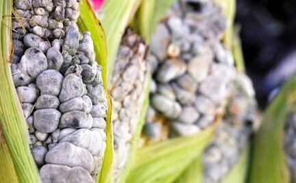 Huitlacoche, un hongo valioso para Puebla