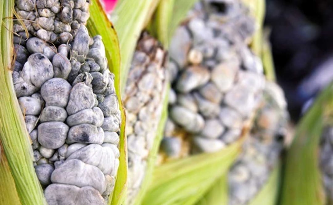 Foto: Agencia Es Imagen para El Universal Puebla