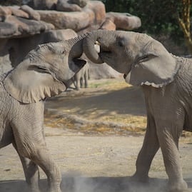¿Cómo reaccionan los animales al eclipse solar? Descúbrelo en Africam Safari