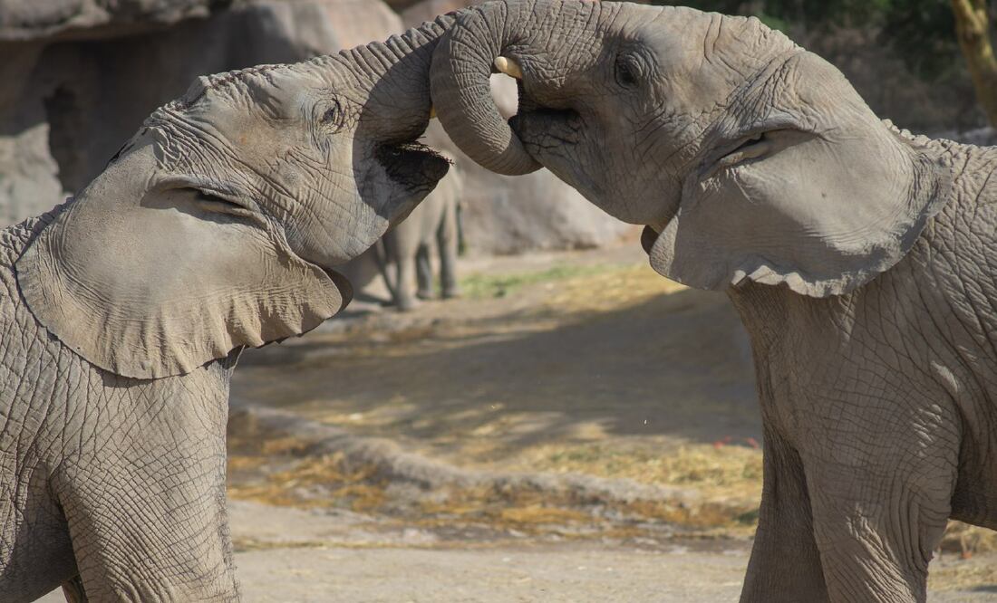 Africam Safari revelerá cómo reaccionan los animales en el eclipse | Facebook Africam Safari