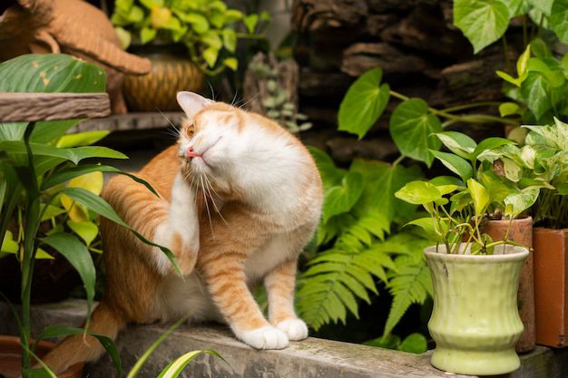 Plantas tóxicas para gatos que debes conocer. Fuente: Freepik.