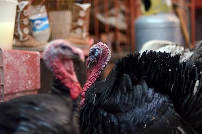 En estos municipios poblanos se producen pavos para la cena de Navidad