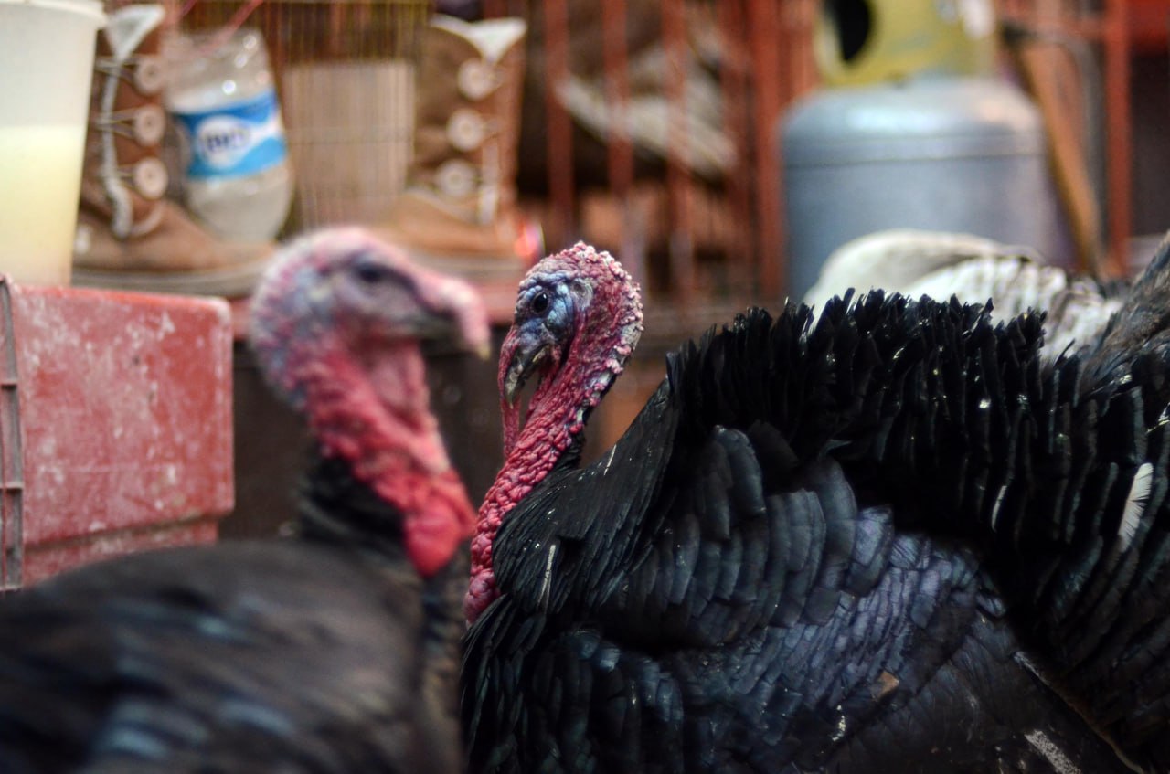 El pavo es un alimento típico de las festividades navideñas | Foto: Agencia Es Imagen para El Universal Puebla