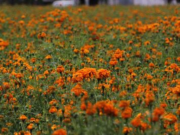 Aumento en precios de insumos golpea a productores de cempasúchil