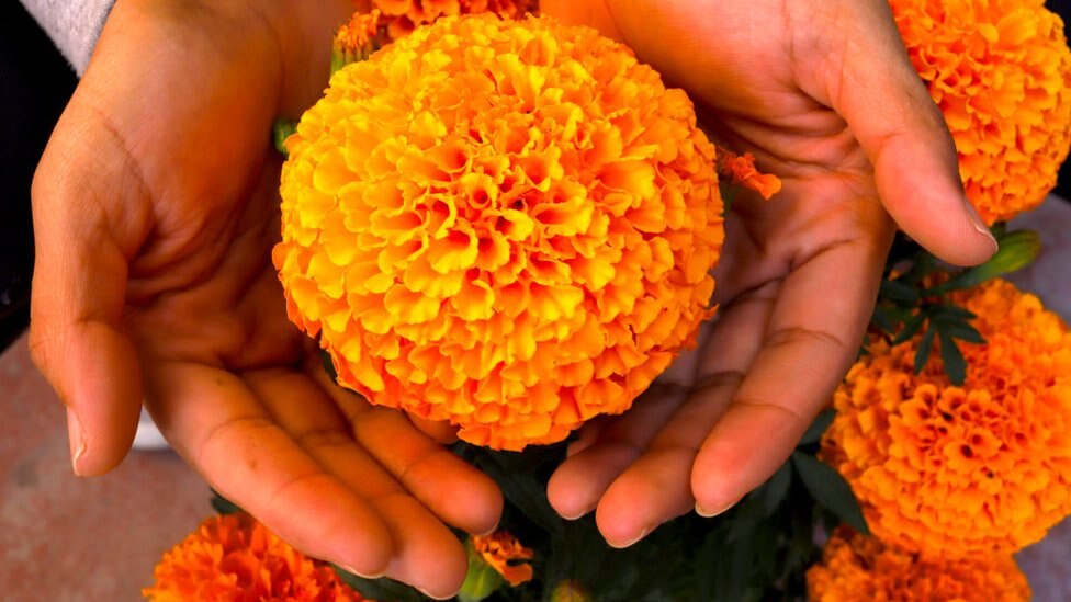La tradición establece que se deben crear senderos con flores de cempasúchil, que van desde el camino principal hasta el altar en casa, con el propósito de guiar a las almas hacia estos altares. 


Foto: Producción El Universal Puebla