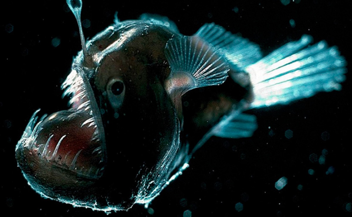 Qué significa la aparición del pez diablo negro