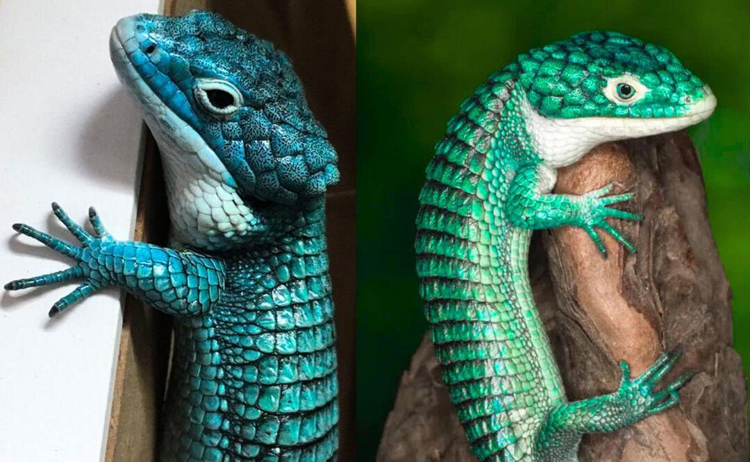 Este bello ejemplar de dragón azul está en peligro de extinción | Foto: Dragoncito azul / Foto Facebook Reptileros De Corazón