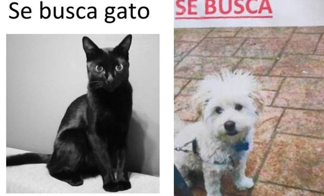 Robo de lomitos y michis en Puebla ¡Alerta!