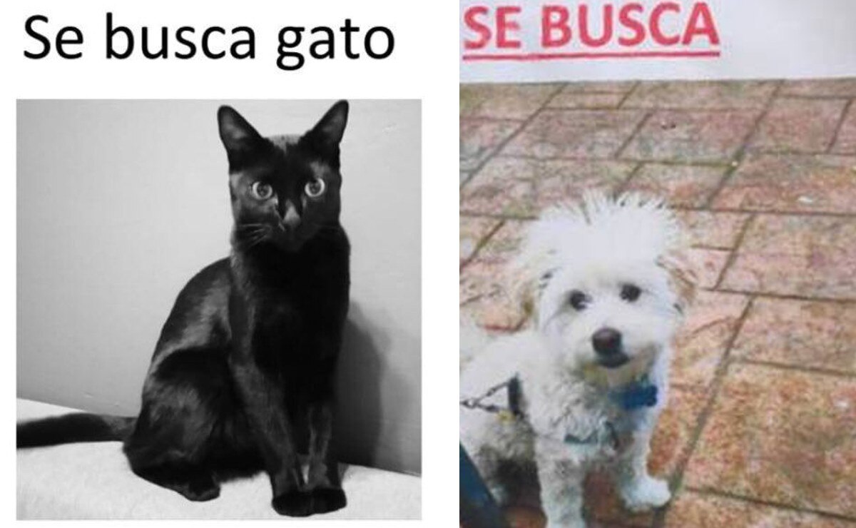 Robo de lomitos y michis en Puebla ¡Alerta!