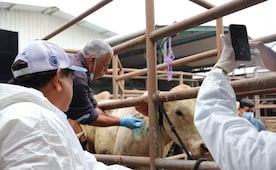Intensifican acciones contra el gusano barrenador en Puebla