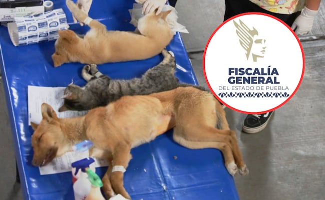 FGE investiga maltrato en Centro de Bienestar Animal de San Andrés Cholula