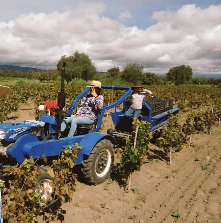 Hecho en Puebla. El vino poblano se abre fronteras pese al abandono del gobierno