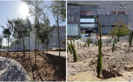 Inicia reforestación urbana en CIS y Parque Ecológico; la meta son 10 mil árboles