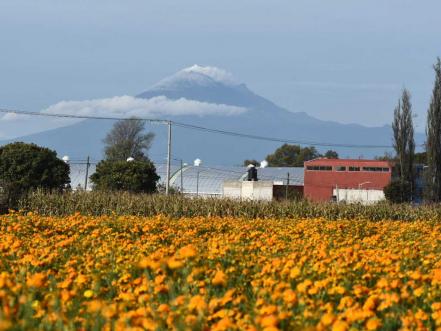 Bajan ventas de flores para Día de Muertos
