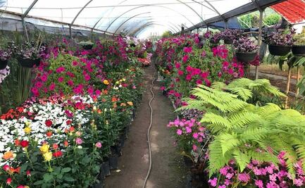 En Puebla está el mercado de flores más bonito y barato del país