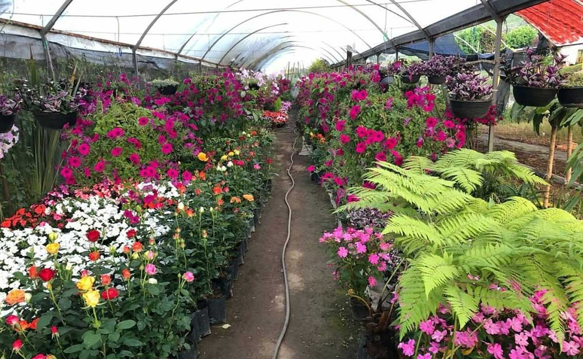 El mercado de flores más bello y barato del país se encuentra en Puebla, a solo dos horas de la CDMX | Foto: Instagram posadabosquereal