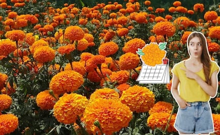 ¿Cuándo empieza la temporada de cempasúchil en Puebla?