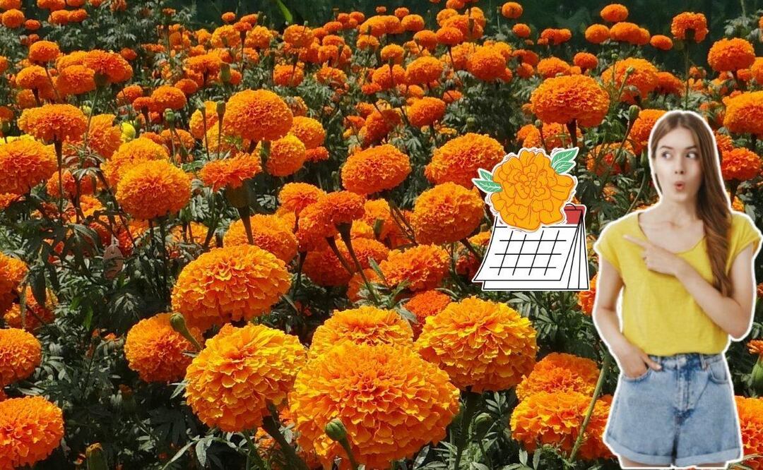 La flor de cempasúchil es tradicional en los altares de Día de Muertos | Foto: Canva