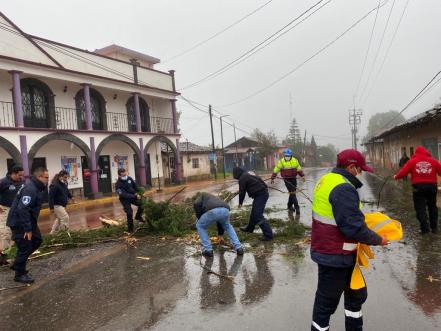 Protección Civil y Bomberos retiran árboles sobre carreteras de Puebla