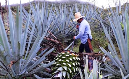 Las regiones mezcaleras más representativas de Puebla