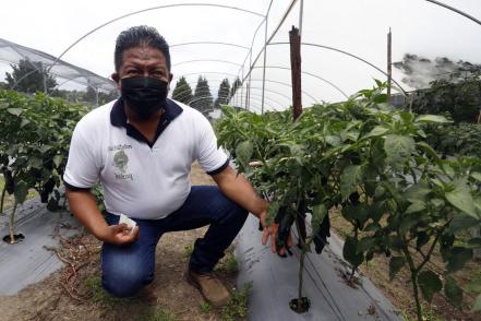 Confirma SDR que productos para Chiles en Nogada alcanzan madurez después del 15 de julio