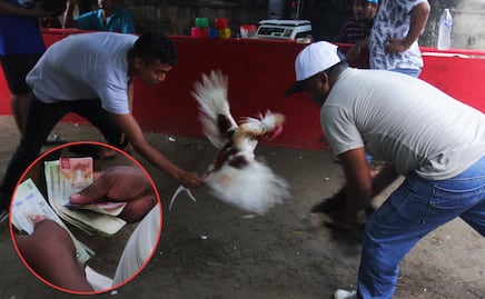 Así funciona el negocio de la pelea de gallos en Puebla