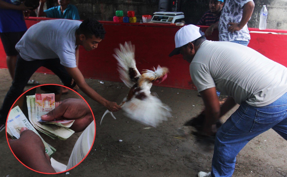Así funciona el negocio de la pelea de gallos en Puebla