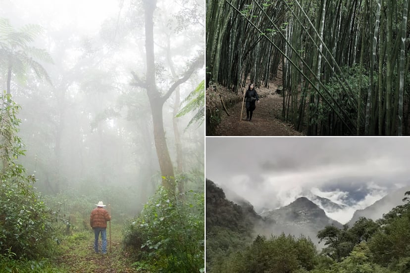 Bosques con neblina en Puebla para caminar sin ser experto en senderismo
