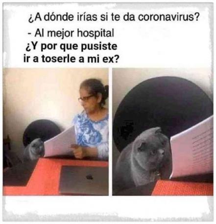 Día Mundial del Gato 2022. No le busques tres memes al gato, sabiendo que tiene cuatro