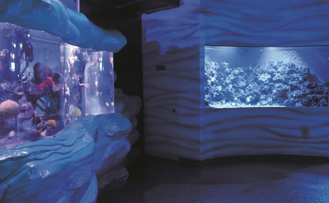 Mujer muerta en Acuario Inbursa era buzo certificado; tuvo dificultad para salir a la superficie. Foto: Archivo