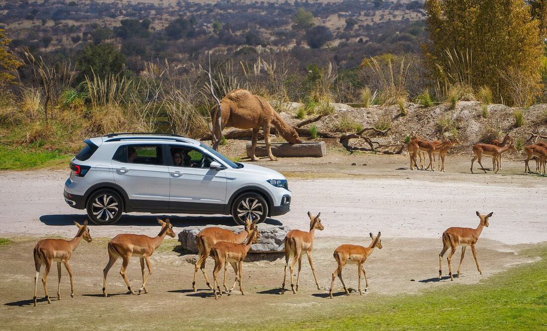 En Africam Safari se vivió el eclipse de una forma distinta | Es Imagen