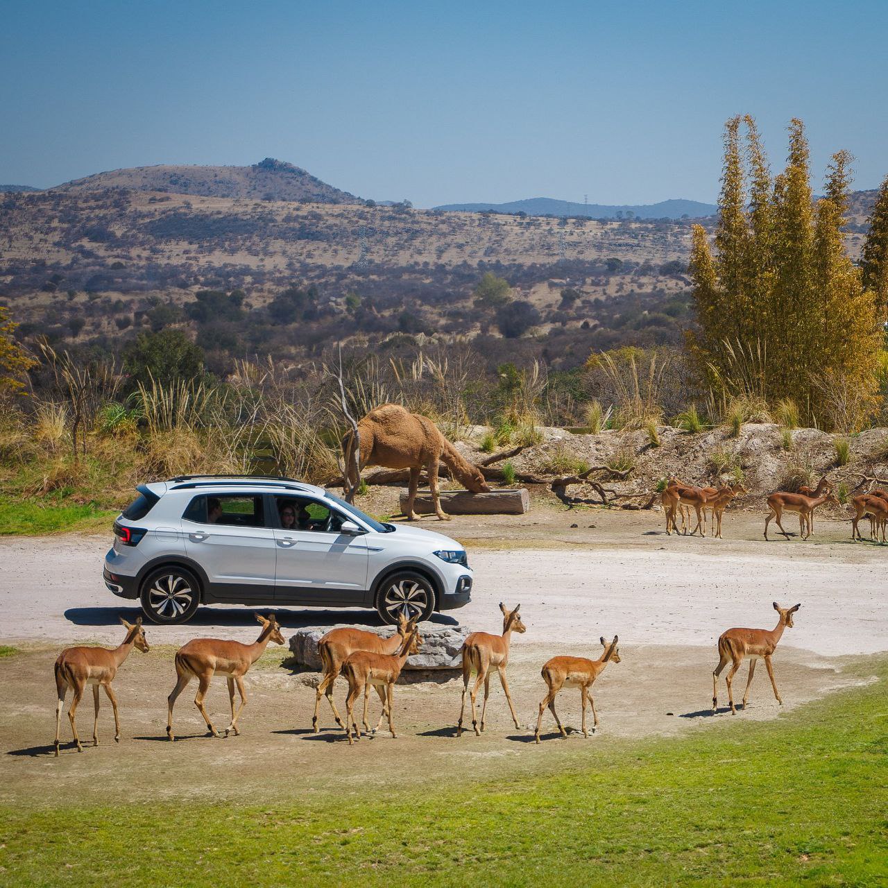 Así reaccionaron los animales de Africam Safari en el eclipse
