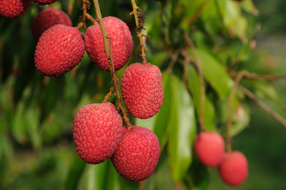 También se ha asociado su consumo con una menor incidencia de ciertos tipos de cáncer y con el retraso del proceso de envejecimiento, lo que los convierte en una fruta valiosa para incluir en una dieta saludable.

Foto: Producción El Universal Puebla