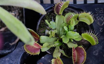 ¿Eres adicto a las plantas?, aquí puedes comprarlas en Puebla