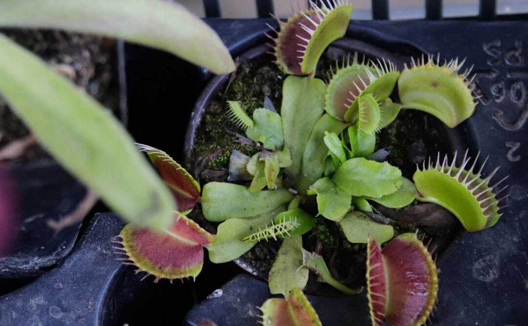 En Puebla hay una enorme variedad de lugares más allá de Atlixco y sus viveros para comprar plantas | Foto: Agencia Es Imagen para El Universal Puebla