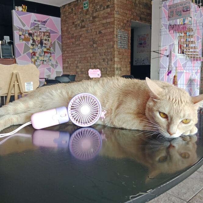 En este sitio podrás conocer al próximo compañero de vida