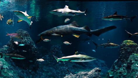 Acuario Michin Puebla. Una opción para las vacaciones de verano