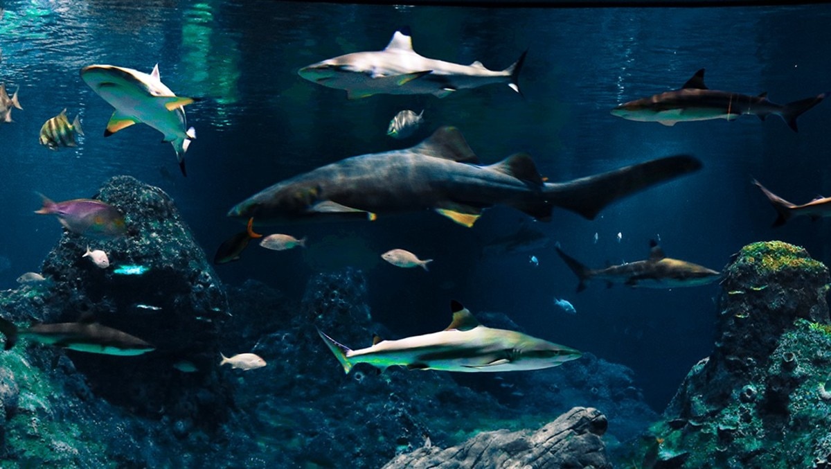 Acuario Michin Puebla. Una opción para las vacaciones de verano