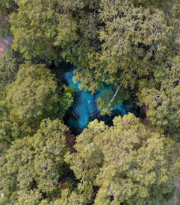 Los Ahuehuetes de Tepeojuma son una de las maravillas naturales en Puebla | Instagram melissa sombrerero