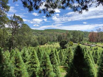 ¿Dónde cortar árboles de Navidad frondosos y baratos en Puebla?